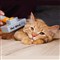Brosse Pet Whiz